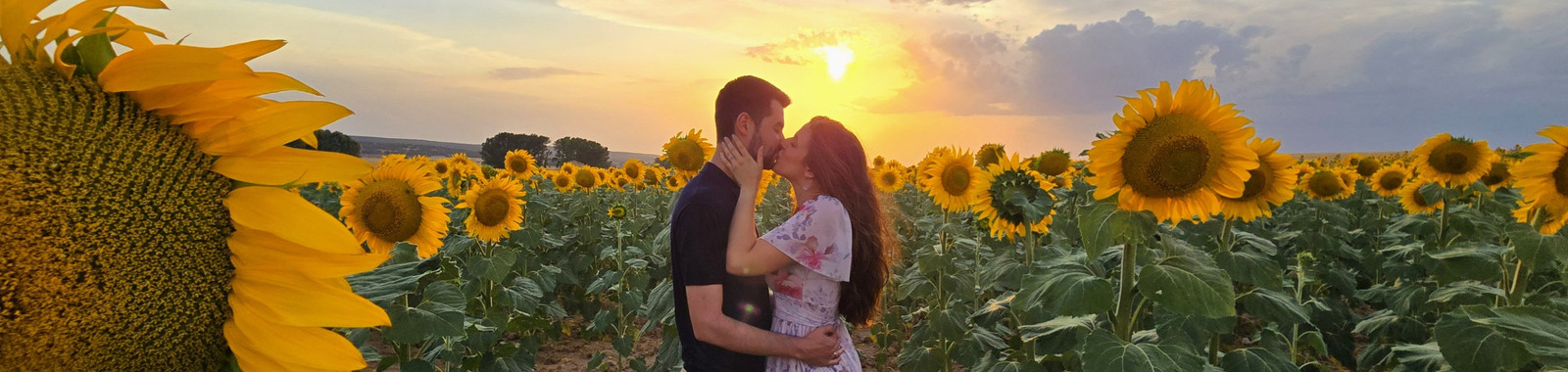 Alicia y Gilbert juntos entre girasoles al atardecer